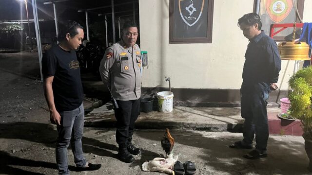 Polisi di Palopo Kembali Gerebek Judi Sabung Ayam, Pelaku Kabur Tinggalkan Ayam Mati