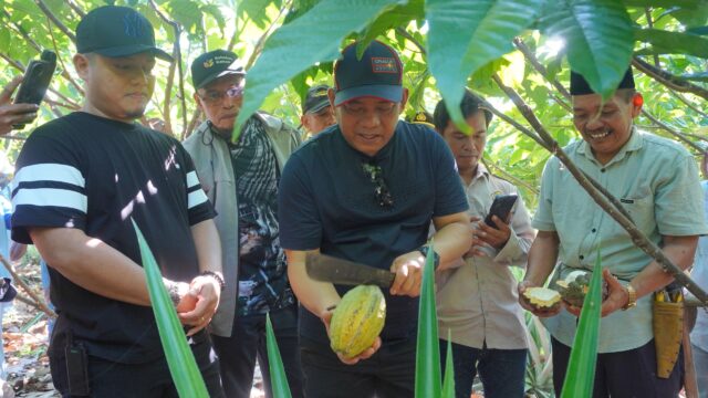 Bupati Luwu Pastikan Kualitas Bibit, Tinjau Kebun Kakao  Bersertifikat