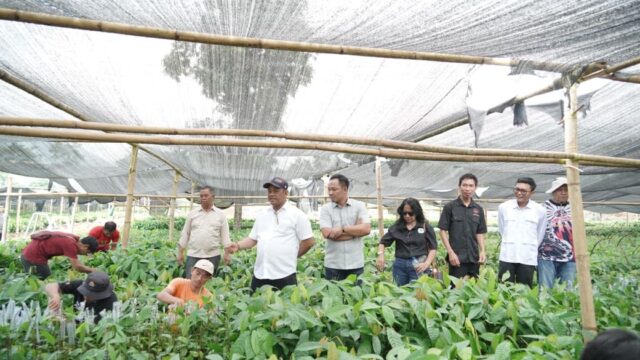 Tinjau Pembibitan, Bupati Luwu Targetkan Kejayaan Kakao Kembali