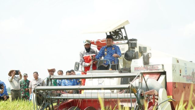 Panen Perdana Oplah di Rante Damai Luwu, Produktivitas Padi Capai 8,9 Ton per Hektare